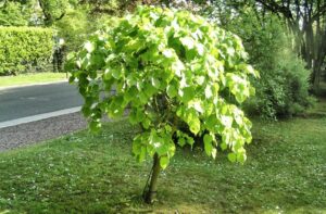 arbre qui pousse vite