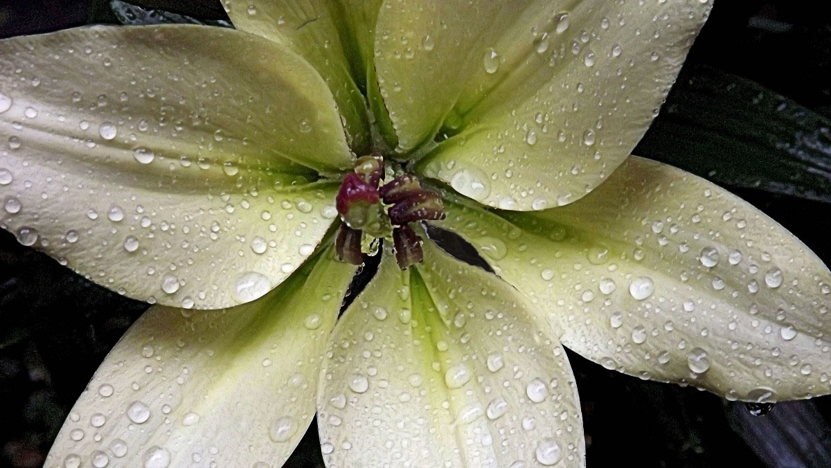 brumériser orchidée