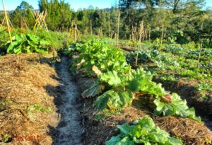 butte de permaculture salade