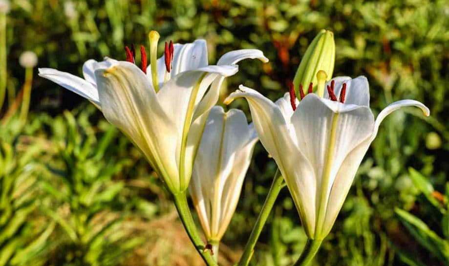 Fleur de Lys : signification, origines, symbole et royauté | Ctendance.fr