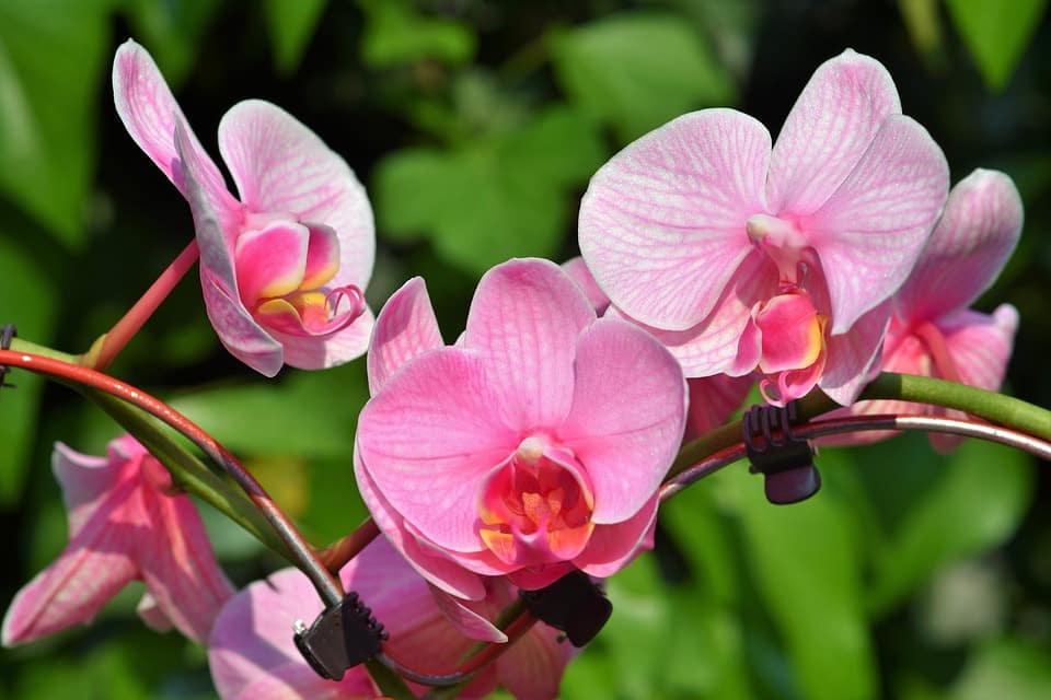 Cache-pot Hobby Flower Pour Orchidées - Système D'arrosage Par Immersion, Transparent, 20 X 20 Cm