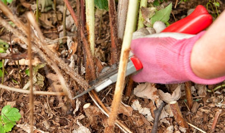 À épingler : Taille du framboisier : quand et comment le tailler ?