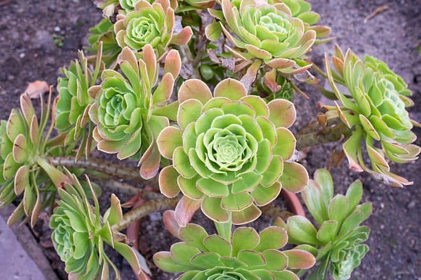 Plante grasse à fleurs : sélection des plus belles plantes grasses fleuries