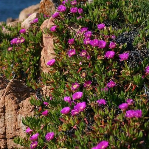 Plante grasse à fleurs : sélection des plus belles plantes grasses fleuries