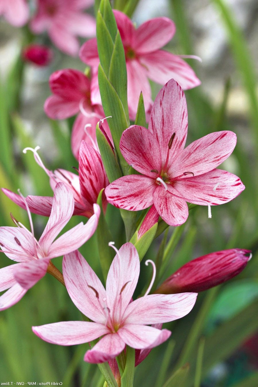 Plante Grasse à Fleurs Sélection Des Plus Belles Plantes