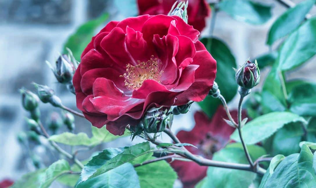 La rose éternelle : le petit plus qui donne du style à votre décoration