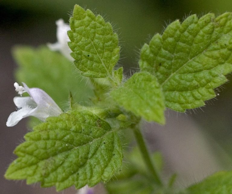 Plante antimouche la liste des 20 plantes les plus efficaces