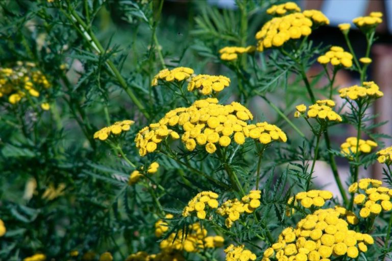 Plante antimouche la liste des 20 plantes les plus efficaces — free download