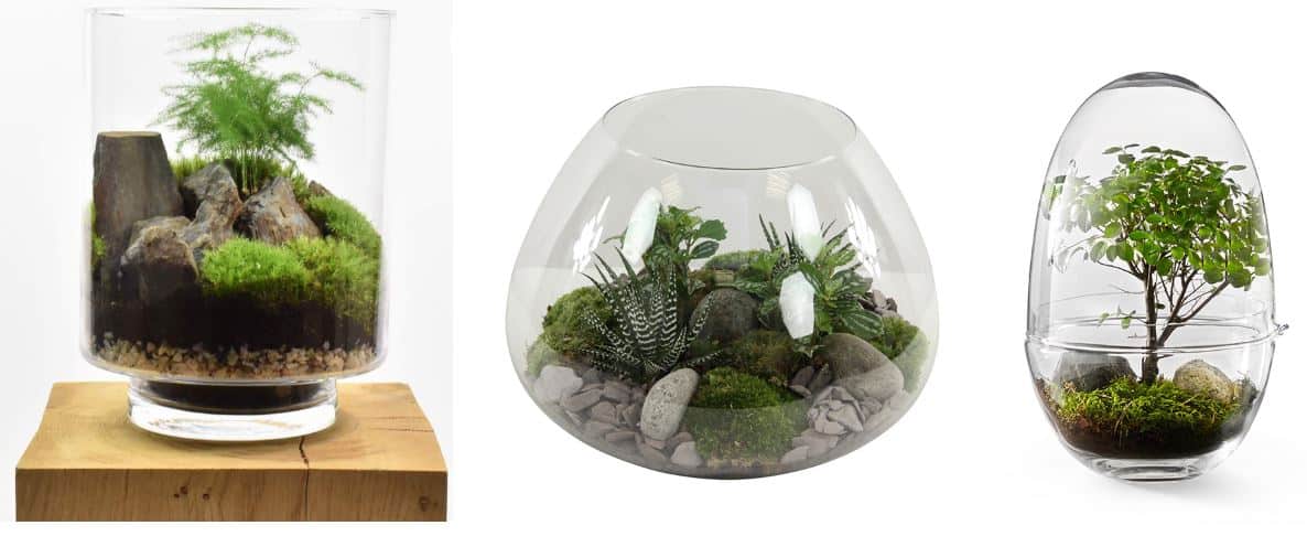 Plantes pour le terrarium –