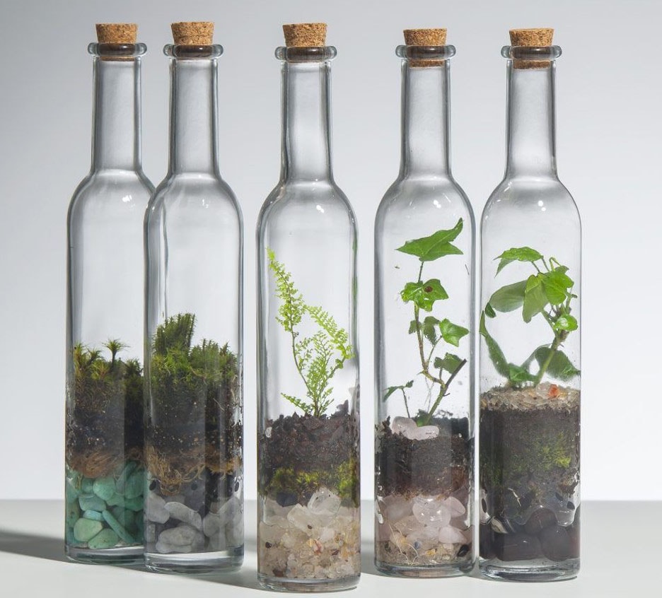 Terrarium dans des bouteilles 