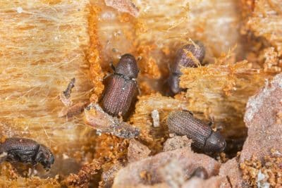 Comment se débarrasser des vrillettes ?