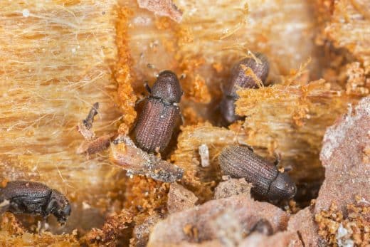 À épingler : Vrillettes du bois : définition, traitement et danger