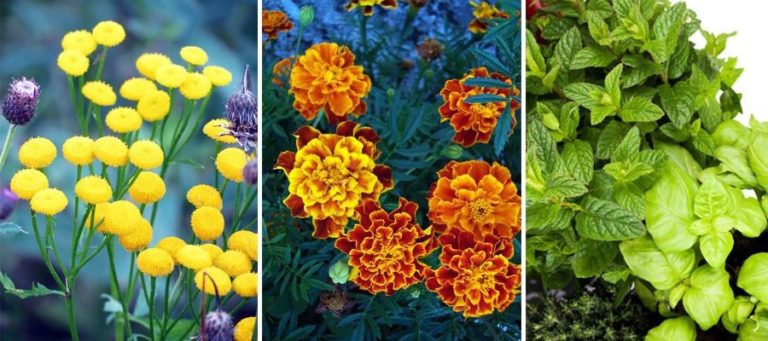 À épingler : Plante anti-mouche : Top 20 des plantes les plus efficaces