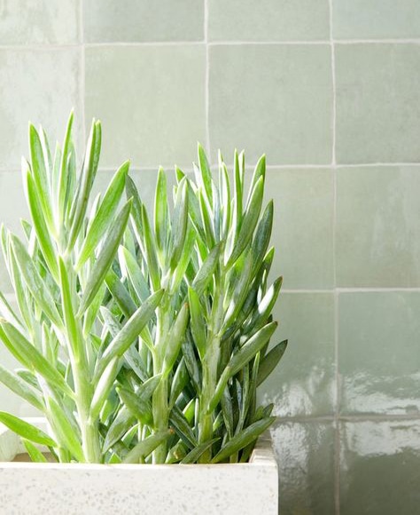 Un mur de carrelage vert d'eau avec une plante grasse sur une étagère