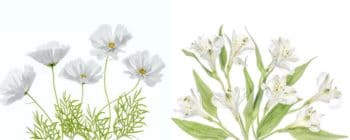 2 Fleurs Blanches Magnifiques Pour Votre Jardin