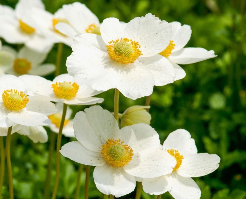 Fleurs Blanches Plein Soleil