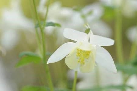 Fleurs blanches : la liste des 30 plus belles variétés de fleurs blanches