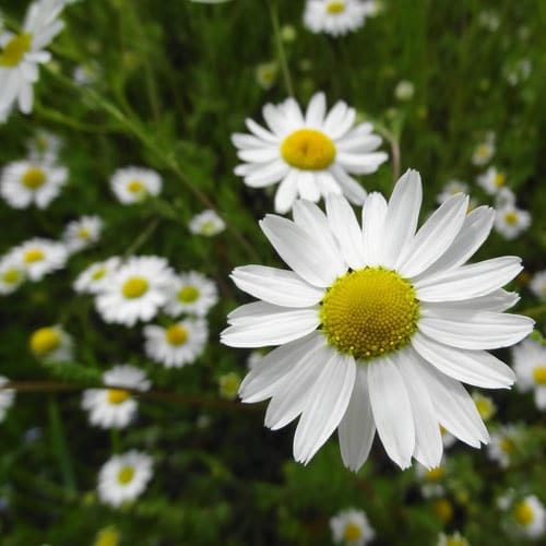 Fleurs blanches : la liste des 30 plus belles variétés de fleurs blanches