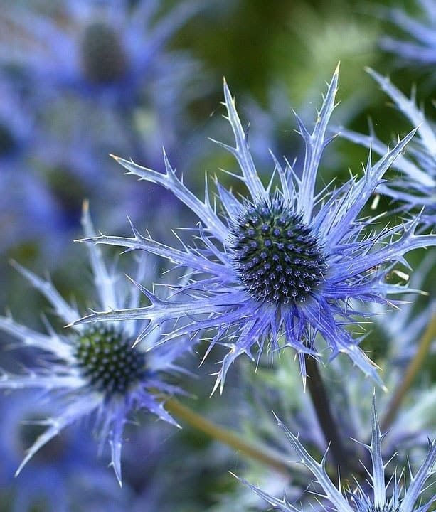 Fleurs et plantes comestibles