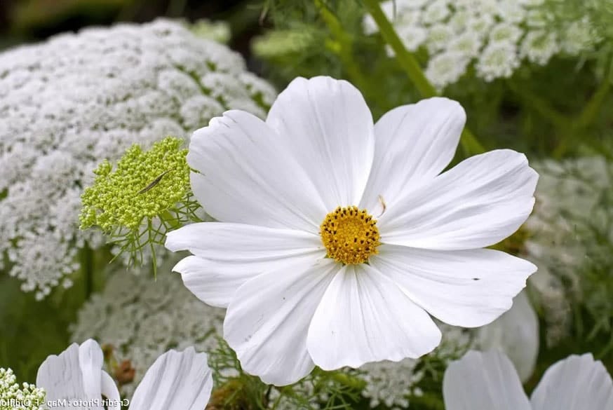 Fleurs blanches : la liste des 30 plus belles variétés de fleurs blanches