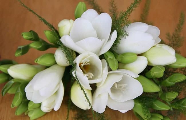 Fleurs blanches : la liste des 30 plus belles variétés de fleurs blanches