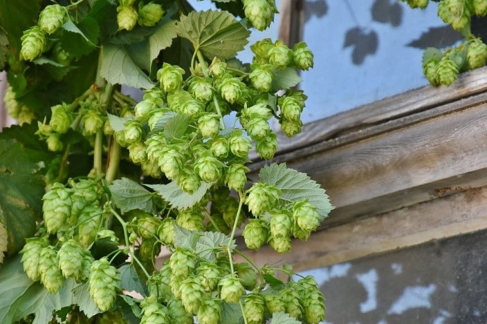 Houblon 