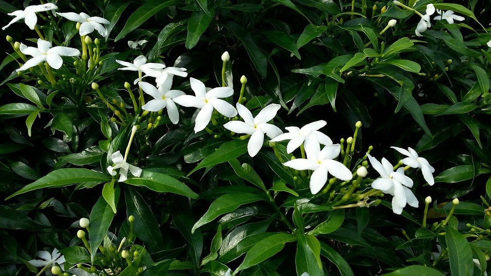 Fleurs blanches : la liste des 30 plus belles variétés de fleurs blanches