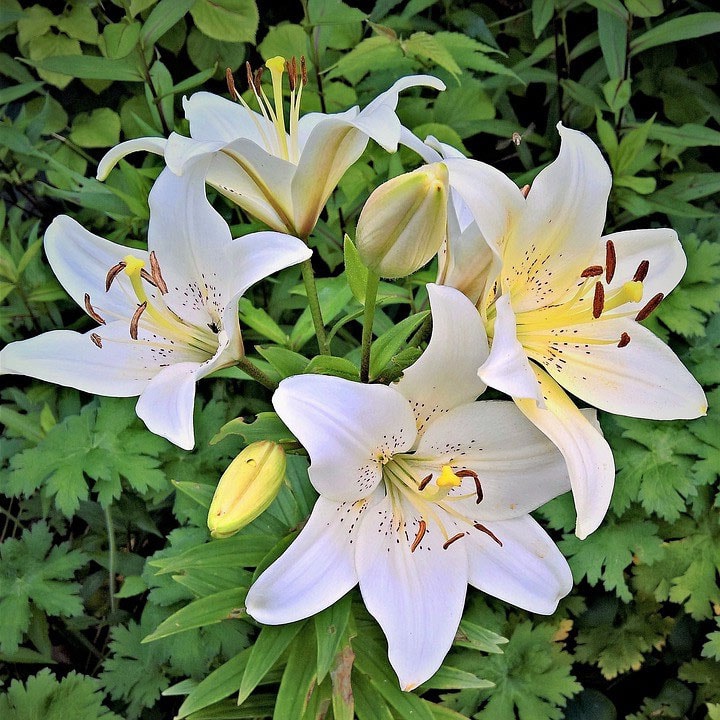 Fleurs blanches : la liste des 30 plus belles variétés de fleurs blanches