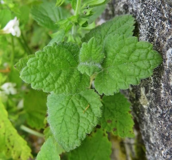 Mélisse Citronnée 