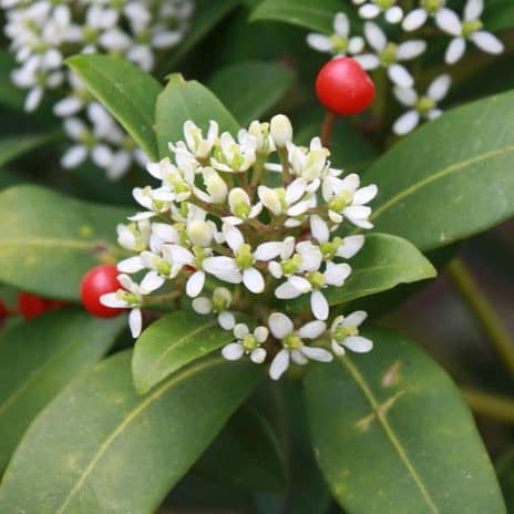 Fleurs blanches : la liste des 30 plus belles variétés de fleurs blanches