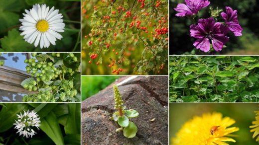 À épingler : 30 plantes comestibles sauvages facilement identifiables