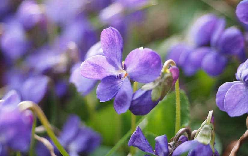 Violettes Fleurs