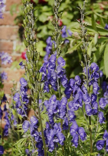 Carmichael's Aconite