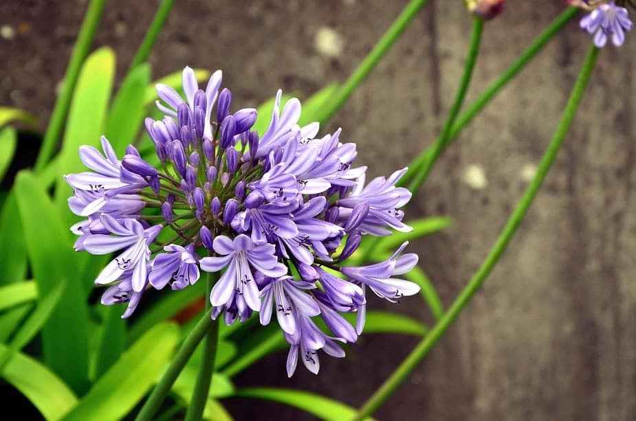 Fleurs violettes : La liste des 30 plus belles variétés !