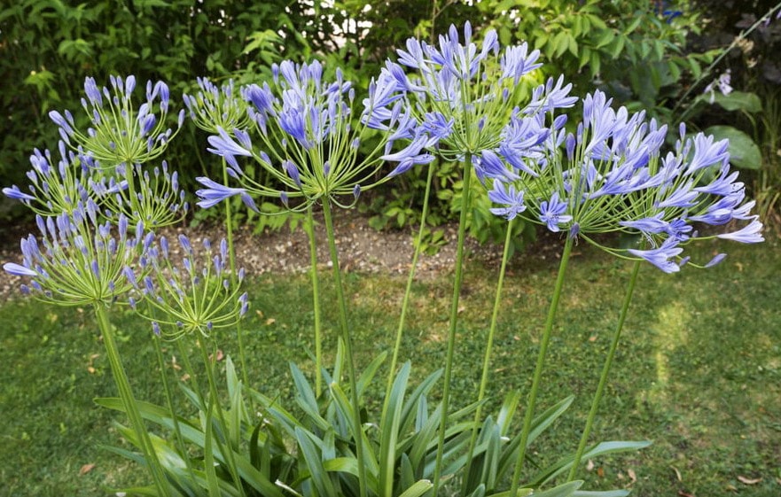 Agapanthus