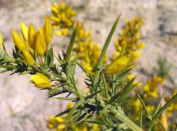 Fleur jaune : la liste des 30 plus belles variétés de fleurs !