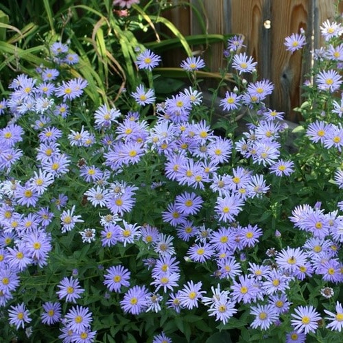 Quelle est votre plante ou fleur de jardin préférée? Aster-%C2%A9-Patrick-Standish-min