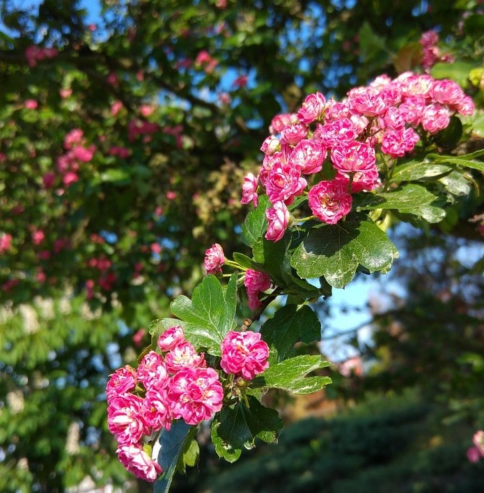 Fleurs roses : la liste des 30 plus belles variétés de fleurs roses