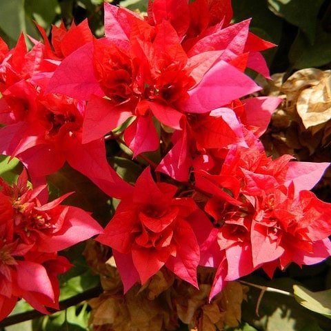 Bougainvillier