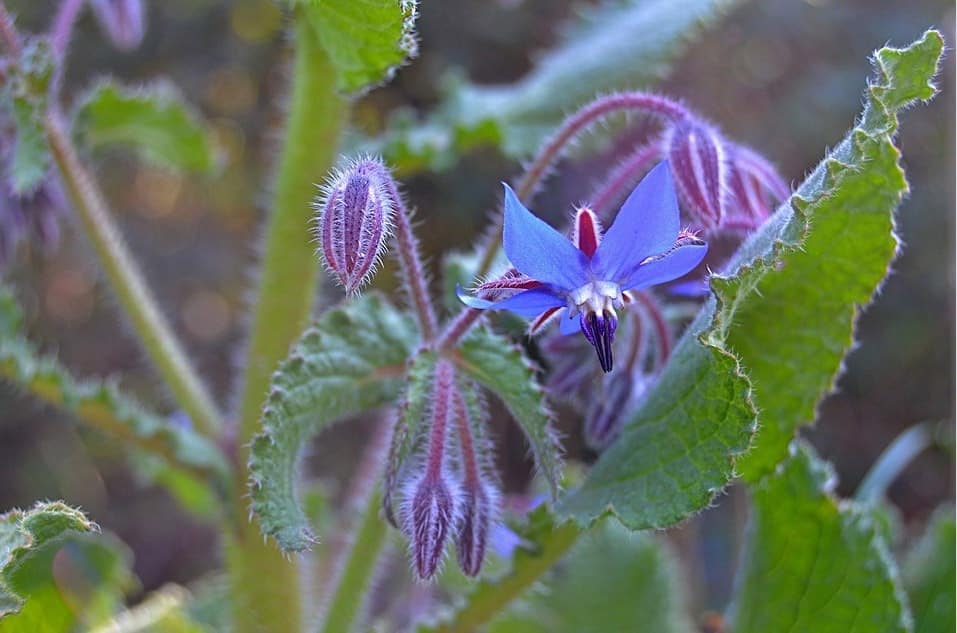 Borage