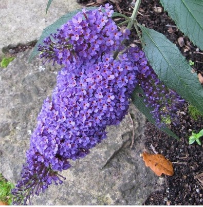 Buddleia