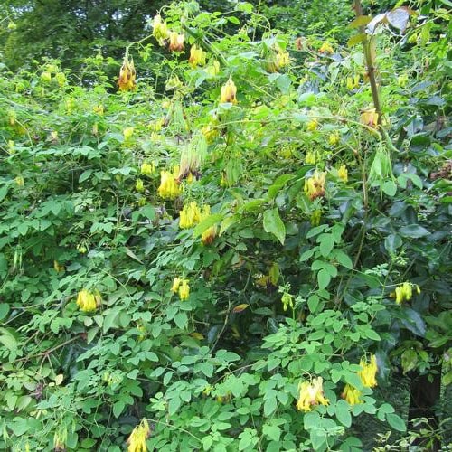 Fleur jaune : la liste des 30 plus belles variétés de fleurs !