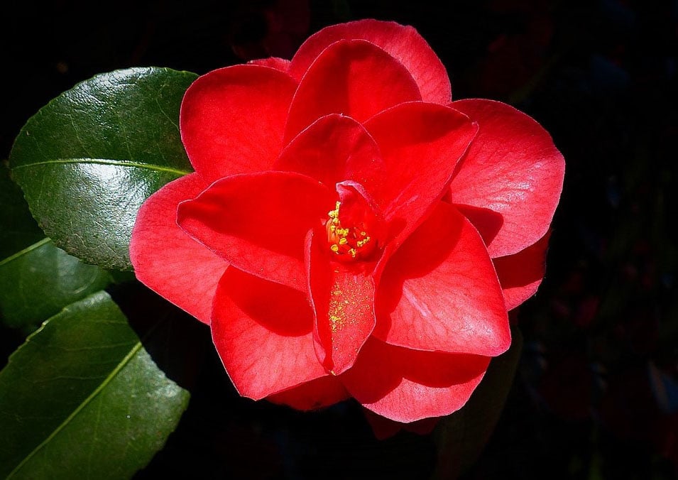 Camélia © Bernswaelz – Pixabay Min