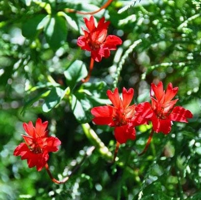 Fleurs rouges : la liste des 30 plus belles plantes et fleurs !