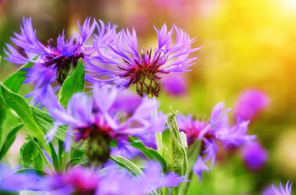 Fleurs violettes : La liste des 30 plus belles variétés !