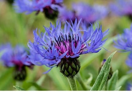 Cornflower