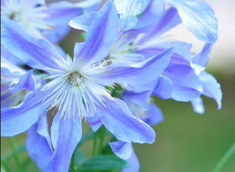 30 fleurs bleues : la liste complète des plus belles !