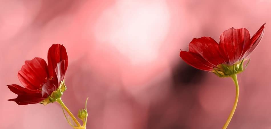 Cosmos