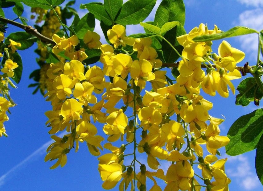 Fleur jaune : la liste des 30 plus belles variétés de fleurs !