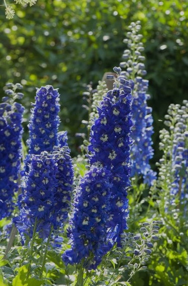 30 fleurs bleues : la liste complète des plus belles !